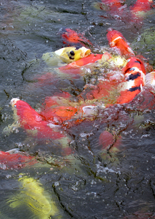 Feeding Koi